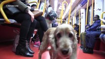 Los perros podrán viajar en el Metro de Madrid