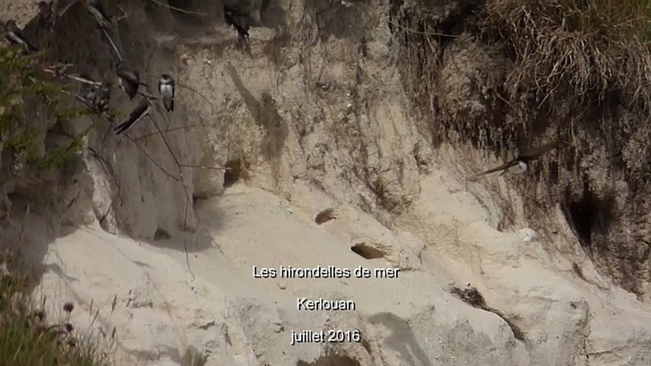les hirondelles de mer