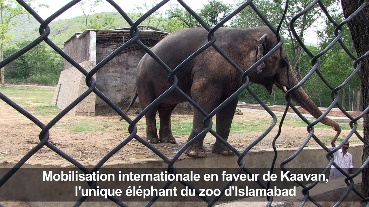 Mobilisation en faveur de l'éléphant du zoo d'I...