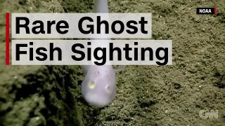Ghostly fish seen alive for first time ever
