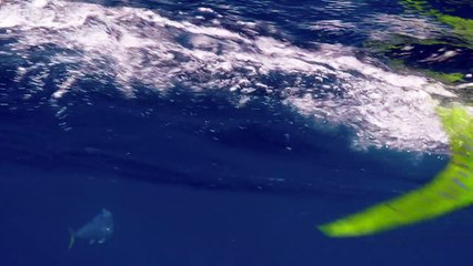 The Hunt- Flying Fish