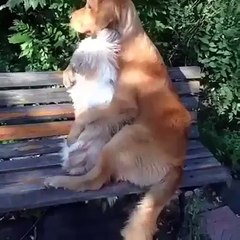 Oh c'est trop Mignon