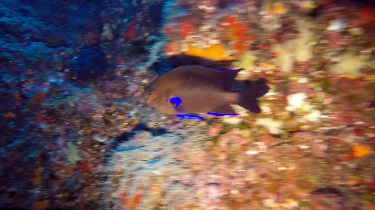 DIVE IN LANZAROTE