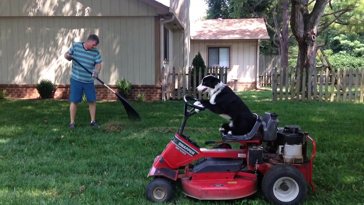 Funniest Secret Life Of Pets Home Videos Caught On Tape Weekly Compilation | Kyoot Animals