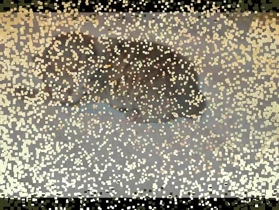 1-Les Sibs des Plumes d'Opale, 1ère portée de Ksyusha (chatons sibériens)