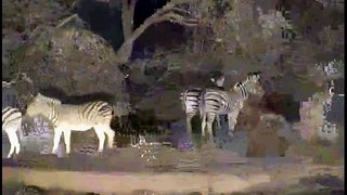 Zebra @ Pete's Pond 7-26-13
