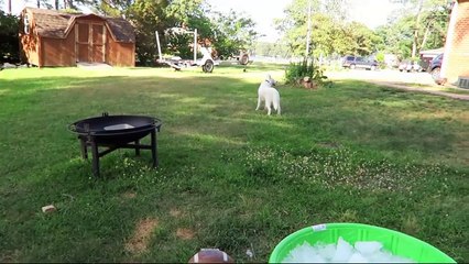 7 Simple Life Hacks for Your Dog