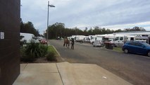 Team Graylins Harrison Bergman & Roses For This Cowgirl at Qld State Equestrian Centre 24-6-14