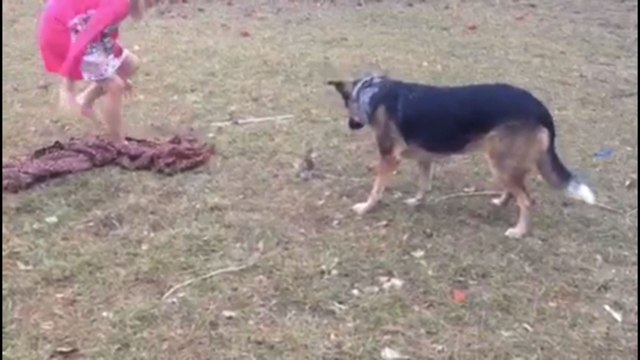 Fearless Mouse Stands Up To Dog