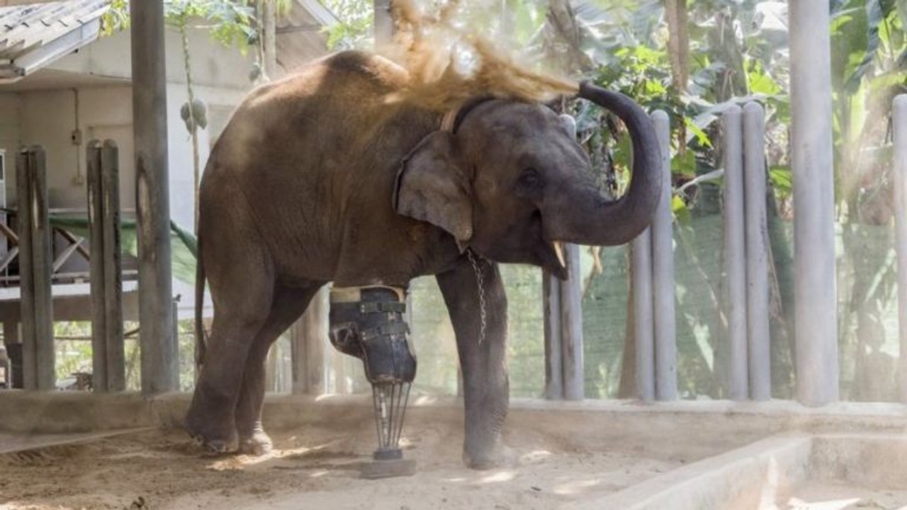 Il pose une prothèse à un éléphant!