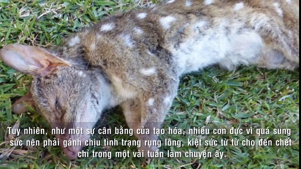 Những kiểu làm chuyện ấy siêu kỳ dị của thế giới động vật
