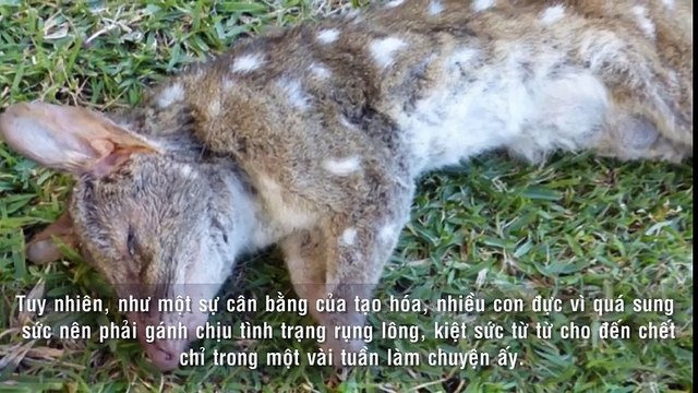 Những kiểu làm chuyện ấy siêu kỳ dị của thế giới động vật