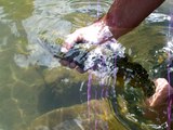 Fly Fishing West Virginia Large Wild Brown Trout 19 inch