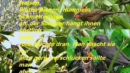 Mein 27 tes Gedicht   Die Süßkirsche und die Amsel
