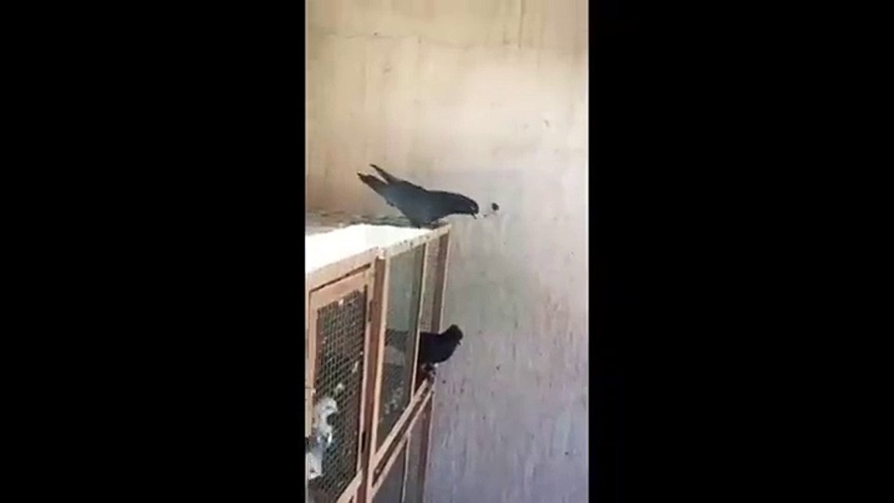 backflip of PIGEON