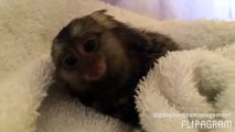 Momo says Hi everyone!  Marmoset - Finger Monkey