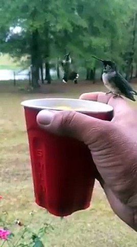 Amazing-Videos-fbdown.net_30