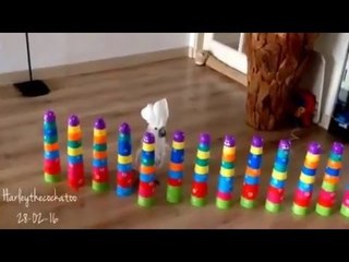 Descargar video: Cockatoo Obliterates Line of Plastic Cup Towers