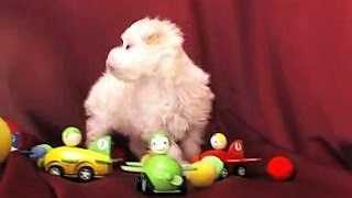 2010.11.27生マルチーズ子犬2