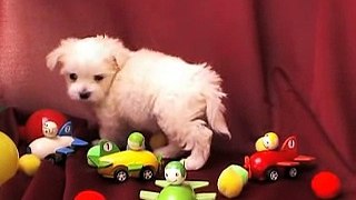 2010.11.27生マルチーズ子犬1