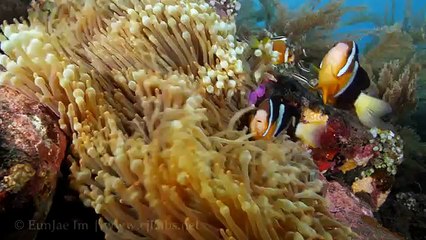 Living Colour GH4 4K Underwater