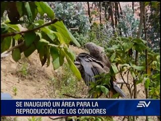 Ecuador celebra el Día Nacional del Cóndor, el rey de los Andes