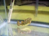 2008-02-26 Spot - Age 11 Green Spotted Puffer
