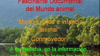 Documental. Cabras Homenaje a las madres del mundo animal 15/17