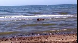 Dog in the sea