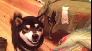 Dog knows exactly how to get her way - Funny dog Compilation 2016