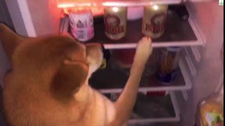 Do not laugh , see what the dog is doing with fridge - funny dog 2016