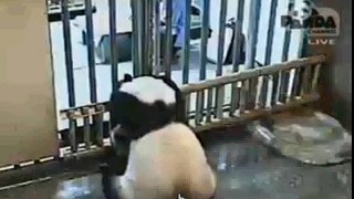 Baby Panda bar squeezing. 2009 11 09 20 27 15