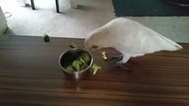 Un cacatoès refuse catégoriquement de manger ses brocolis