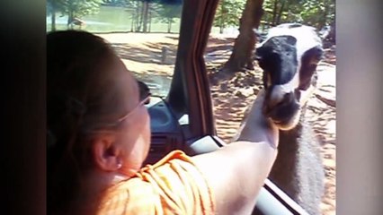 Quand les animaux de zoo s'incrustent en voiture
