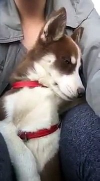 Chanter une berceuse à son chien pour l'endormir.. Mignon !