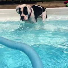 Boxer successfully learns how to use pool noodle