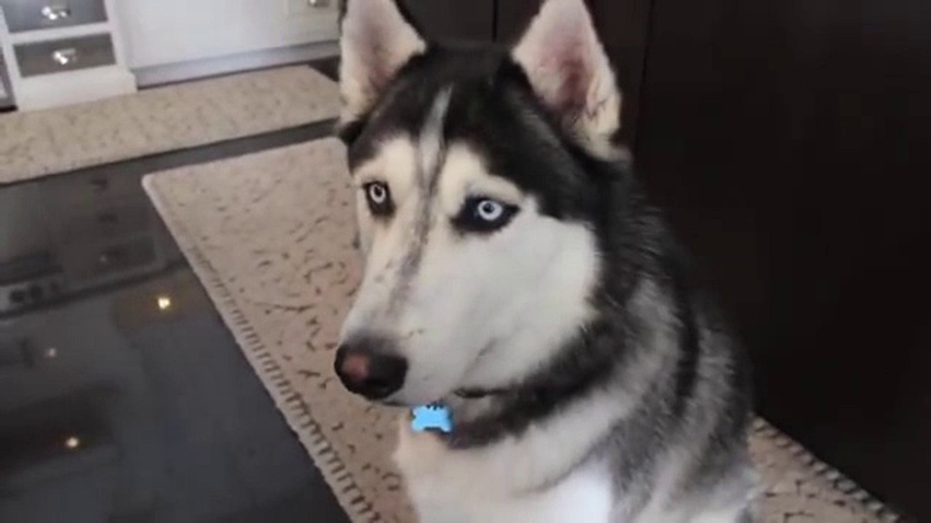 ⁣Husky's priceless reaction to viral puppy videos
