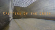 Critters of the Creek - Gumpa Dub Trip In Your Head