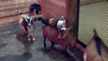 Chicks use patient goats as personal playground