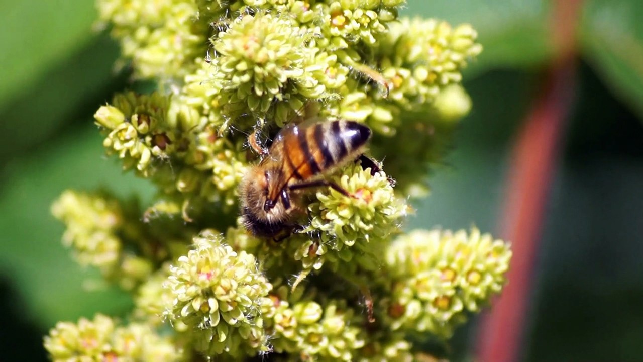 Des abeilles