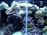55 gallon saltwater reef aquarium with 10 gallon sump