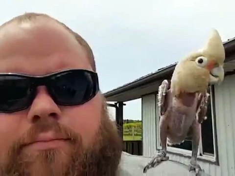 Un oiseau maltraité par son ancien propriétaire retrouve la joie de vivre !