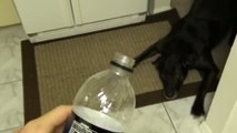 La réaction du chien est hilarante quand son maître lui propose une boisson
