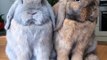 Pair of bunnies adorably enjoy snack