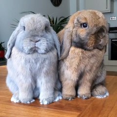 Pair of bunnies adorably enjoy snack