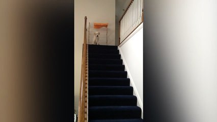 Labrador Puppy Finds New Way Down Stairs