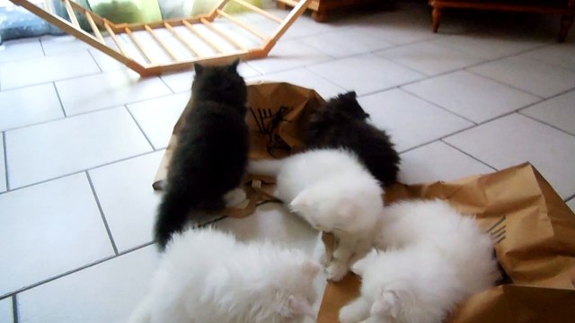 mes bébés deux mois et demi jouent avec des sacs du KFC