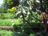 mango tree