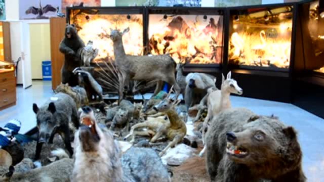 Hayvanlar Alemi Müzede Tanıtılıyor