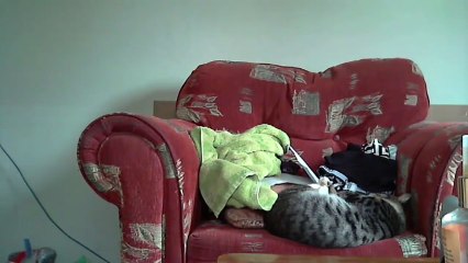 Sleepy cat accidentally wipes out